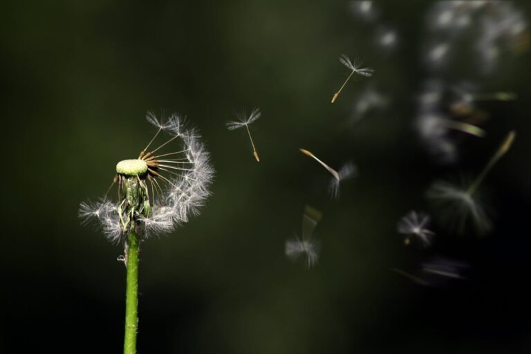 dandelion