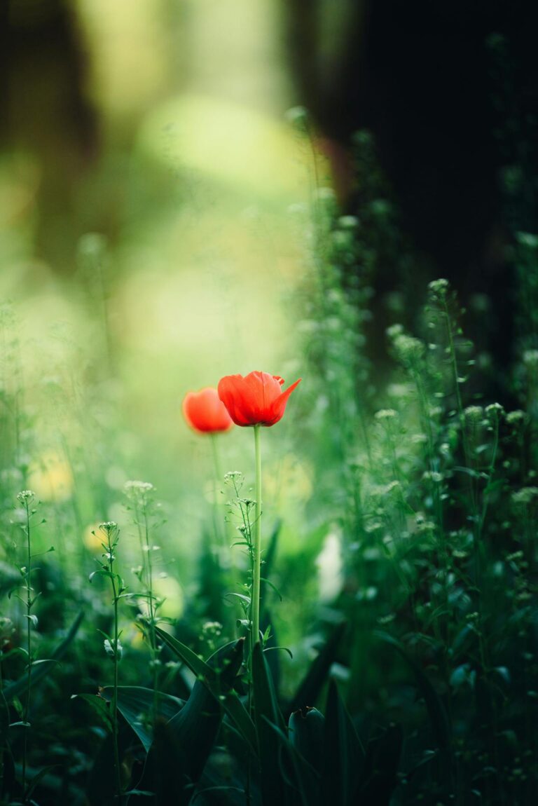 flowers